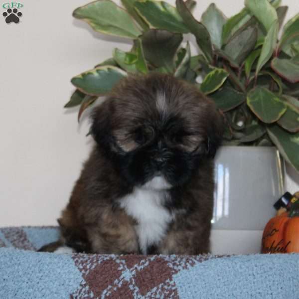 Blessing, Lhasa Apso Puppy